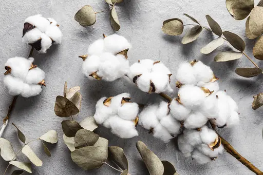 Cotton bolls on a plant