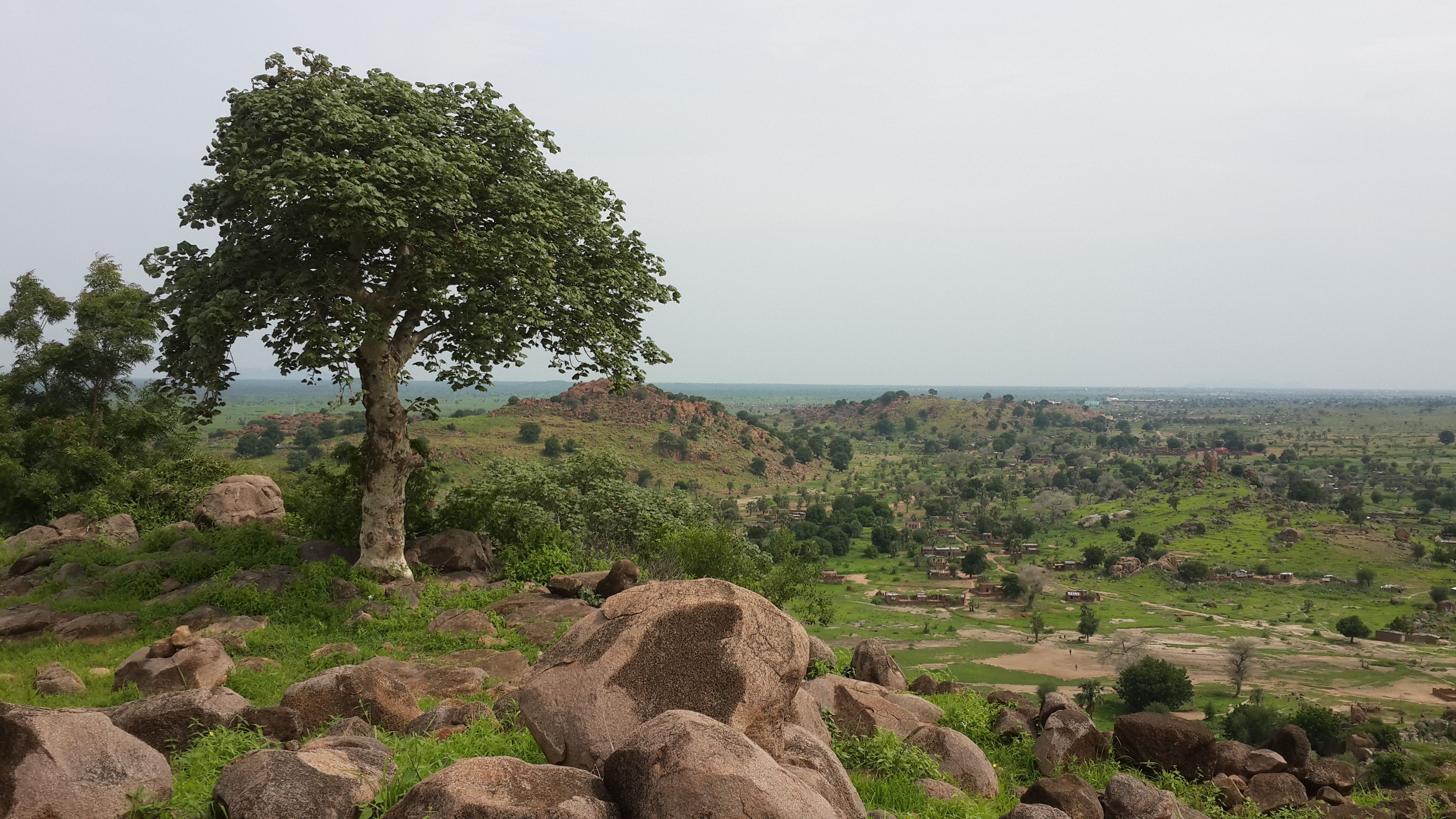 Sudanese agricultural fields at harvest